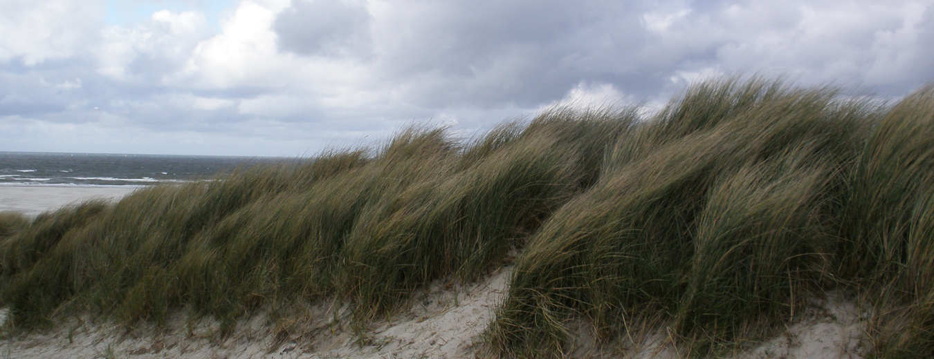 Duinen onderhoud