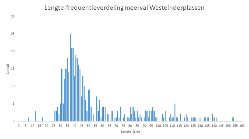 Grafiek lengte-frequentieverdeling meerval Westeinderplassen