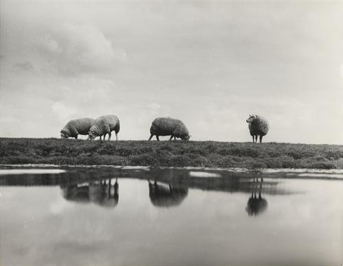 Een polderkade in Rijnland