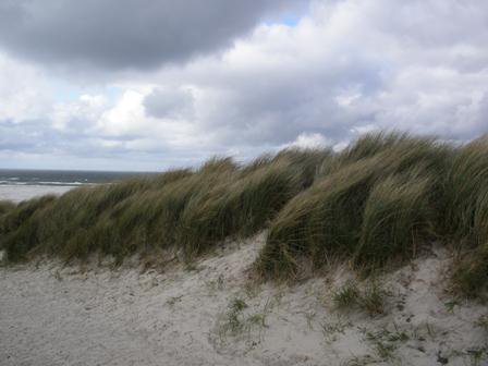 Duinen met helmbeplanting