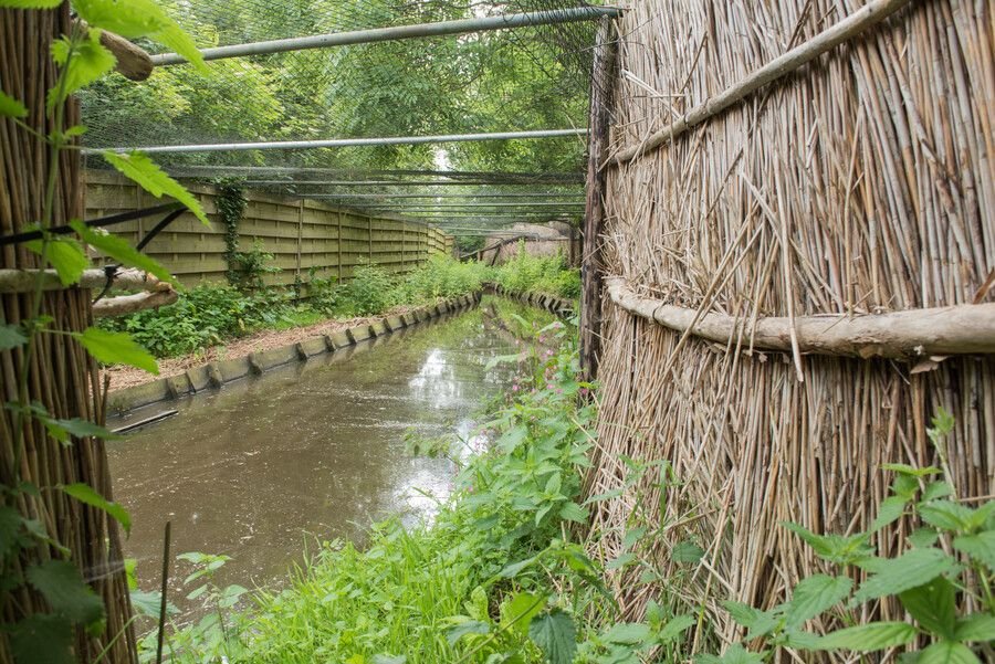 Vangarm van eendenkooi Vijfhuizen