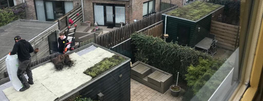 Aanleg sedumdaken Stevenshof Leiden