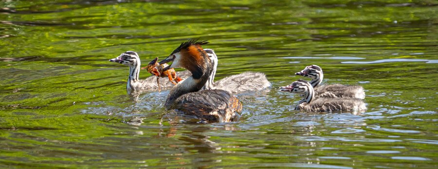 Twee volwassen futen, met kleintjes. Waarvan een volwassene met een rivierkreeft in de snavel.