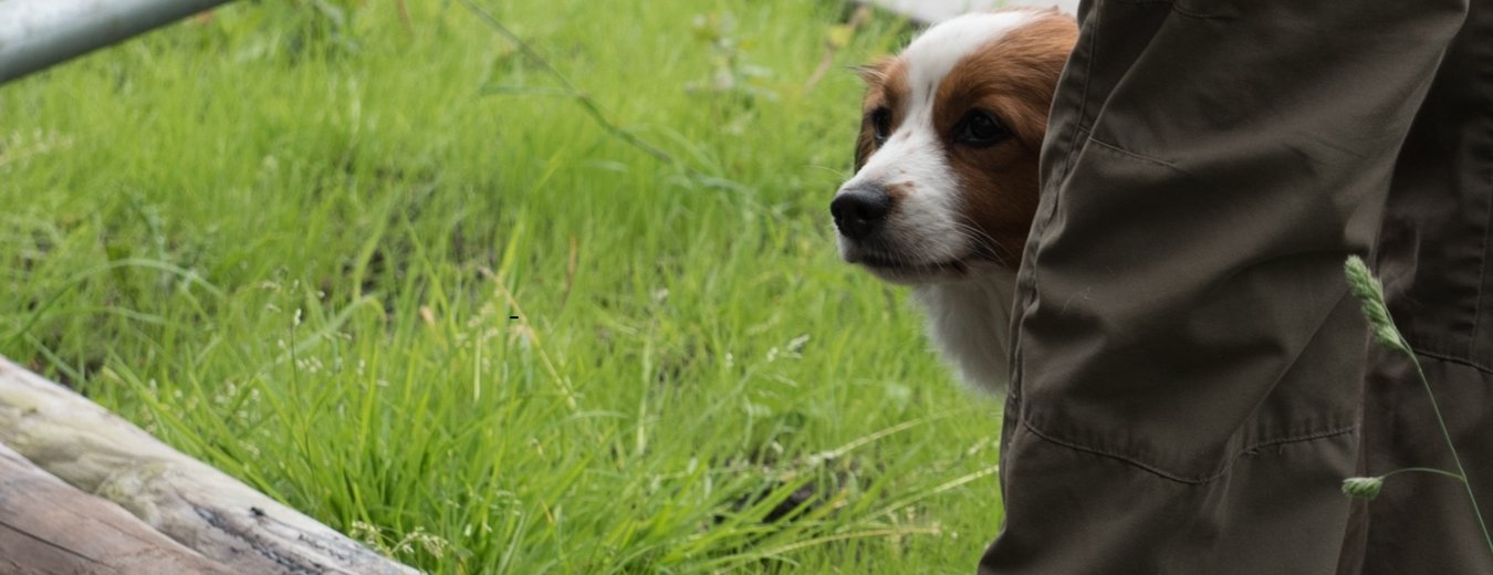 Header_waterbeheer en eendenkooien