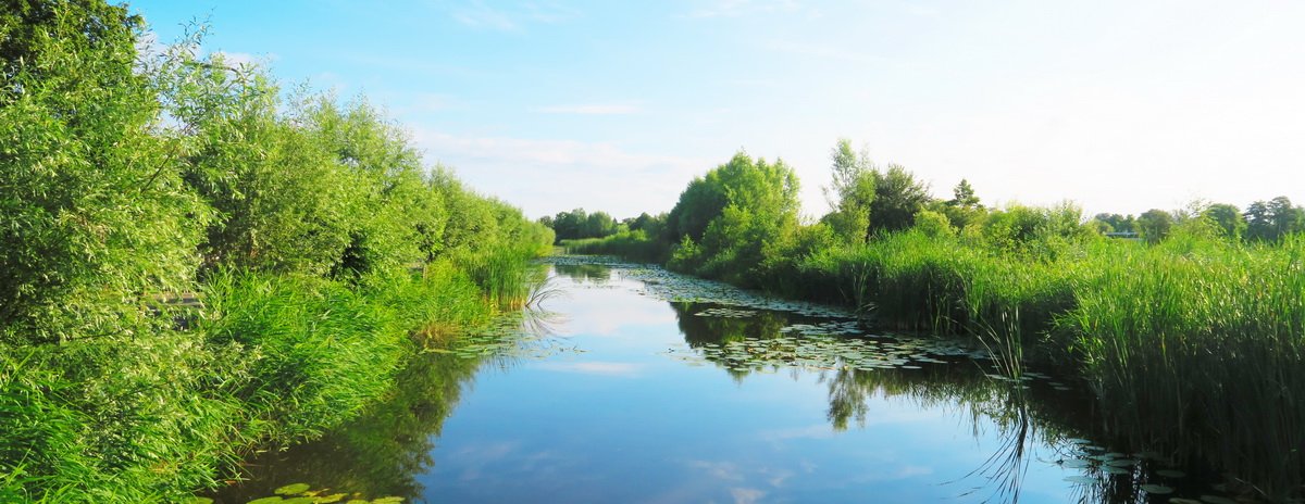 watergang met riet en waterlelies
