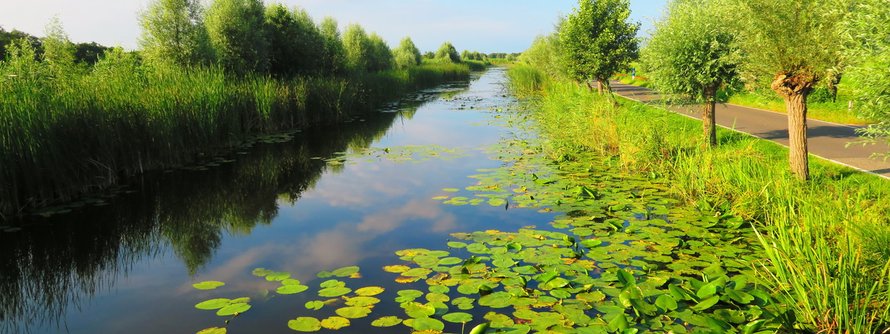 watergang met bomen en waterlelies