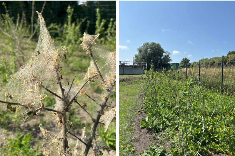 Natuurcompensatie HWP intranet