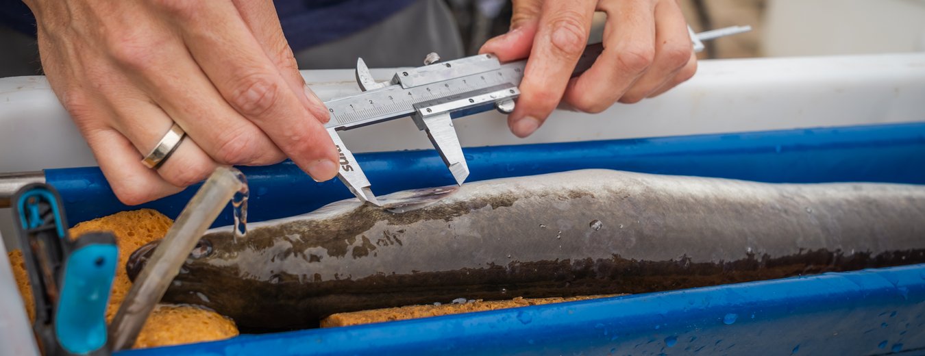 Onderzoek aan schieralen