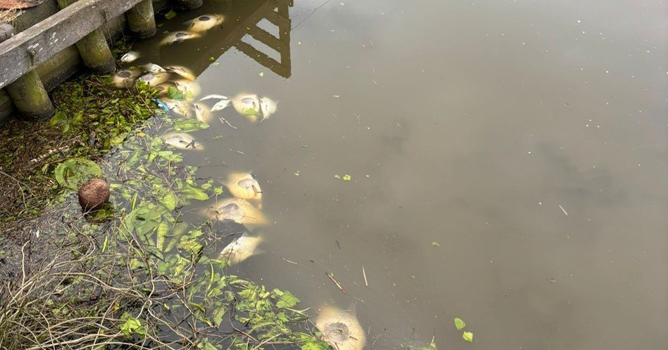 Dode vissen bij gemaal Nieuwkoop in Korteraar