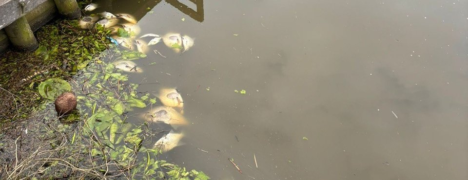 Vissterfte 31 maart 2026