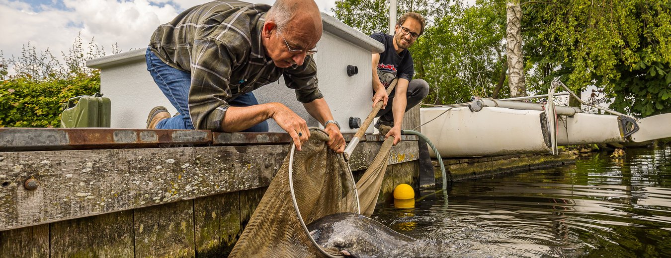 Waldo-meervallenonderzoek