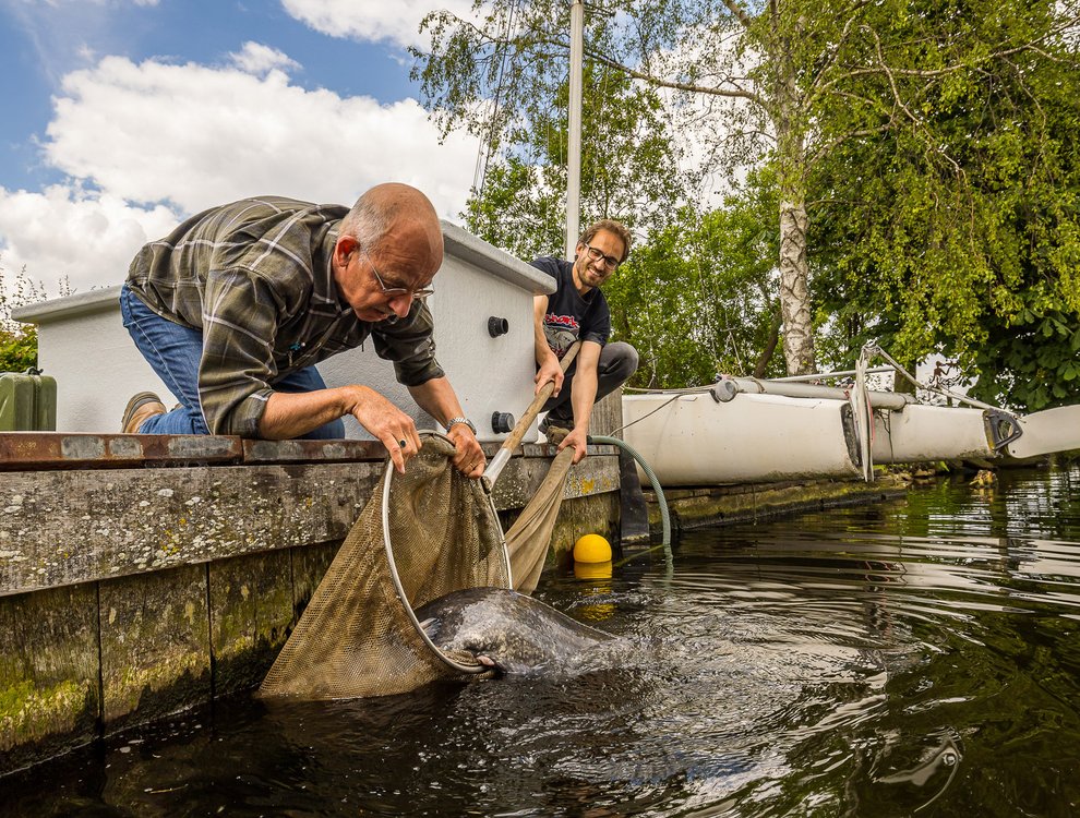 Waldo-meervallenonderzoek