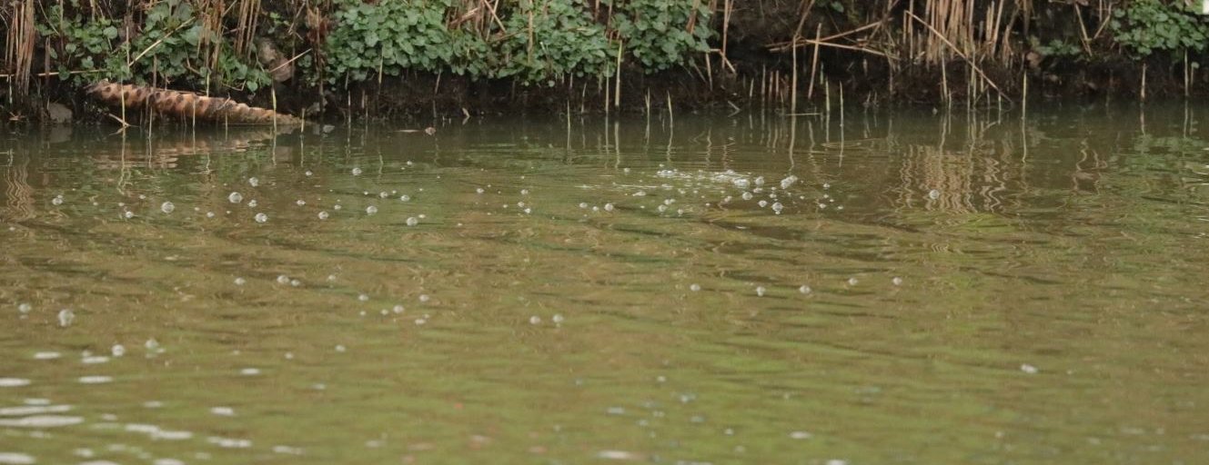 Ecologische sleutelfactoren