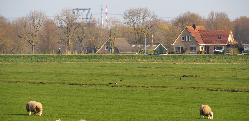 Zuid Schalkwijkerweg weide