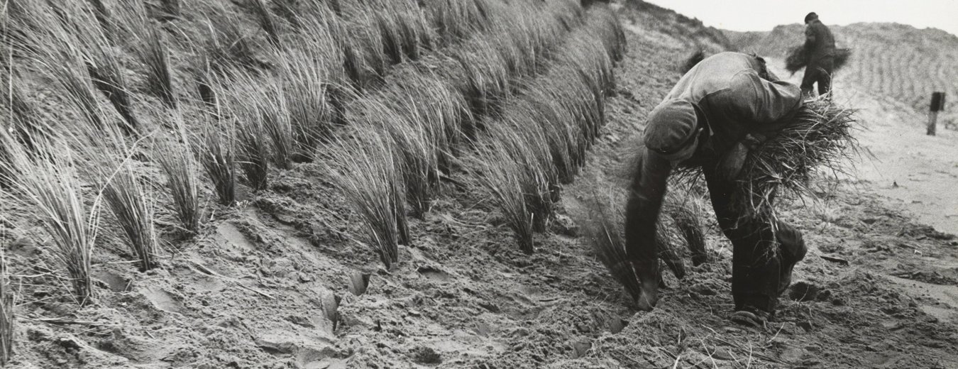 Planten van helm FOTO-000249 Hoogheemraadschap van Rijnland