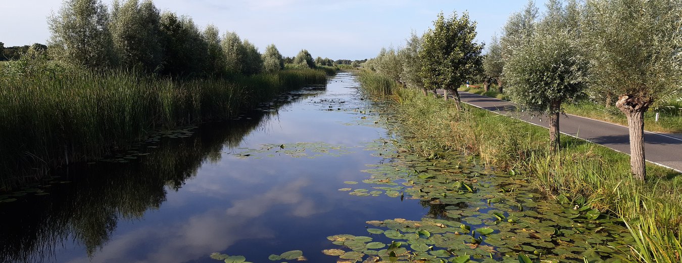 watergang met bomen en waterlelies