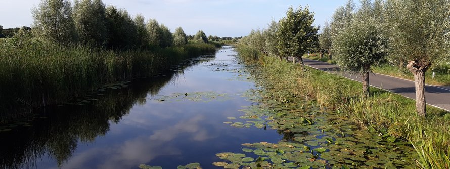 watergang met bomen en waterlelies
