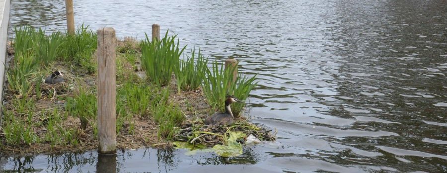 Singelpark-​drijvende tuinen, Gouda