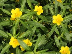 waterteunisbloem bloeiend.jpg