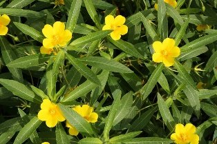 waterteunisbloem bloeiend.jpg